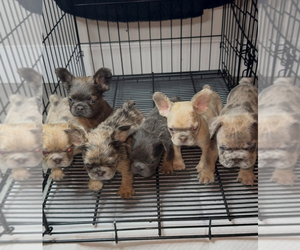 French Bulldog Puppy for sale in KATY, TX, USA