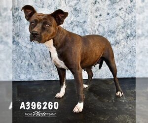 Staffordshire Bull Terrier-Unknown Mix Dogs for adoption in Conroe, TX, USA
