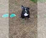 Puppy Langdon Faux Frenchbo Bulldog