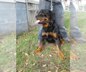 Father of the Rottweiler puppies born on 02/02/2023