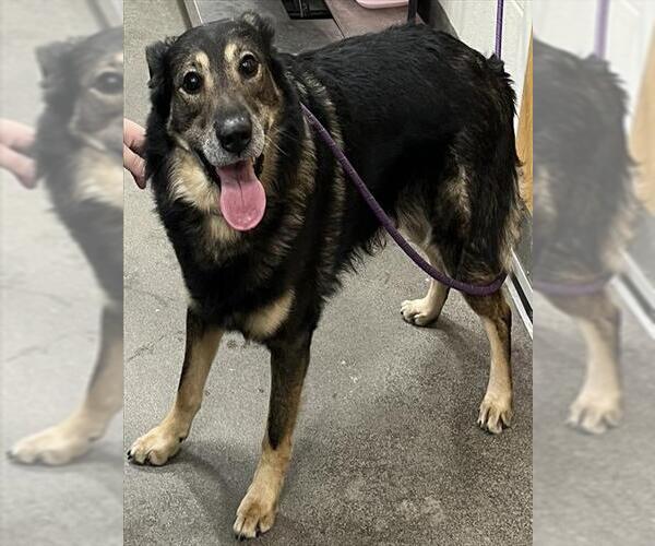 Medium Photo #1 German Shepherd Dog Puppy For Sale in Forestville, MD, USA