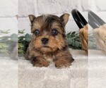 Small #4 Yorkshire Terrier