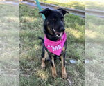 Small #9 German Shepherd Dog Mix