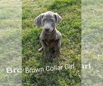 Small Photo #2 Labrador Retriever Puppy For Sale in BUCYRUS, OH, USA