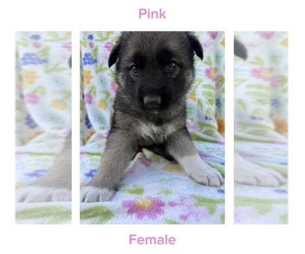 Medium Photo #1 Gerberian Shepsky Puppy For Sale in LANSING, MI, USA