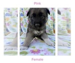 Puppy Pink Gerberian Shepsky