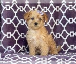 Small Photo #2 Poodle (Miniature)-Shorkie Tzu Mix Puppy For Sale in LAKELAND, FL, USA
