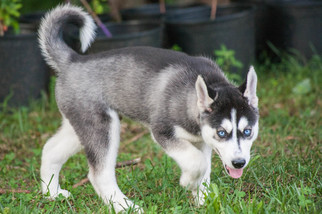 Funny Siberian Husky Puppies For Sale In Tennessee