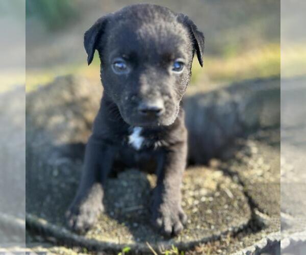 Medium Photo #2 Labrador Retriever-Unknown Mix Puppy For Sale in San Diego, CA, USA