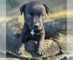 Small #1 Labrador Retriever Mix