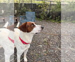 Small Photo #2 Labrador Retriever-Unknown Mix Puppy For Sale in Elmsford, NY, USA