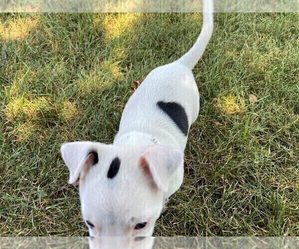 Medium Photo #2 Rat Terrier Puppy For Sale in FREDERICKSBG, OH, USA