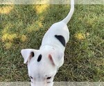 Small Photo #2 Rat Terrier Puppy For Sale in FREDERICKSBG, OH, USA