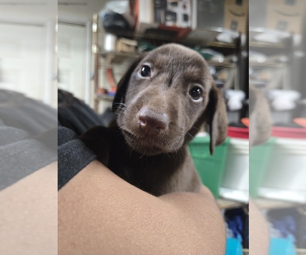 Medium Photo #2 Labrador Retriever Puppy For Sale in PITTSBURG, CA, USA