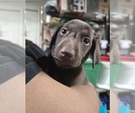 Small #1 Labrador Retriever