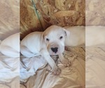 Small Photo #23 Dogo Argentino Puppy For Sale in CANON CITY, CO, USA