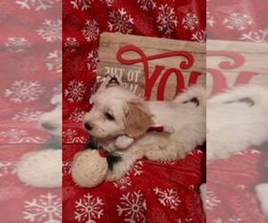 Havanese Puppy for sale in DREXEL, MO, USA