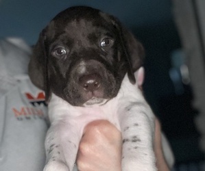 German Shorthaired Pointer Puppy for Sale in FREMONT, Nebraska USA