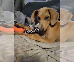 Doberman Pinscher-Redbone Coonhound Mix Dogs for adoption in New London, WI, USA