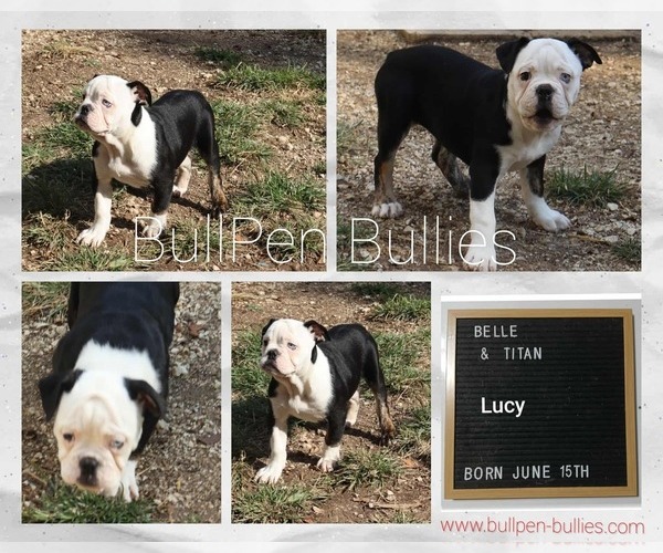 Medium Photo #13 Olde English Bulldogge Puppy For Sale in PINE VILLAGE, IN, USA
