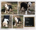 Small #1 Olde English Bulldogge
