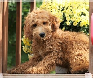 Goldendoodle (Miniature) Puppy for sale in FREDERICKSBG, OH, USA