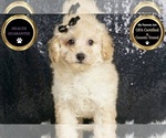 Small #7 Poodle (Miniature)