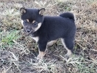 Small #2 Shiba Inu