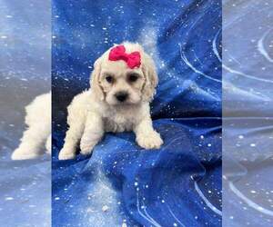 Cocker Spaniel-Poodle (Miniature) Mix Puppy for sale in INDIANAPOLIS, IN, USA