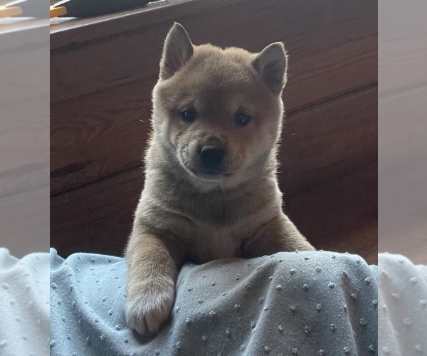 Medium Photo #17 Shiba Inu Puppy For Sale in SCHUYLKILL HAVEN, PA, USA