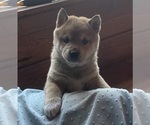 Small #1 Shiba Inu