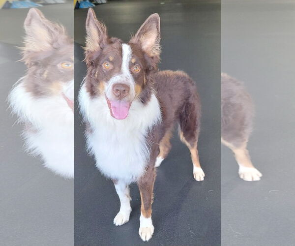 Medium Photo #7 Australian Shepherd Puppy For Sale in Highland, IL, USA