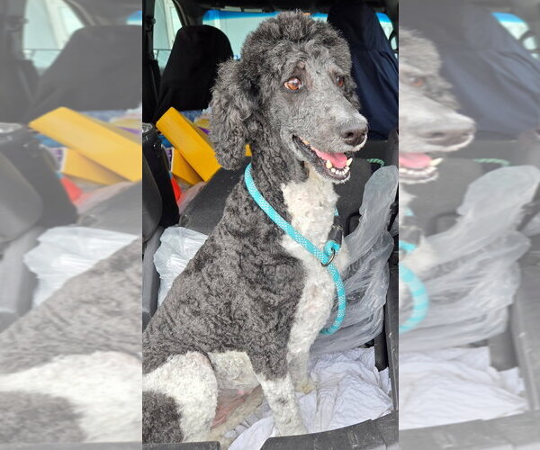 Medium Photo #4 Poodle (Standard) Puppy For Sale in San Antonio, TX, USA