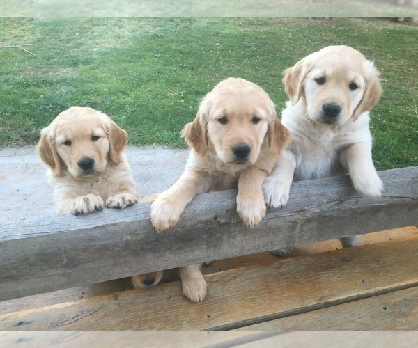 Medium Photo #1 Golden Retriever Puppy For Sale in NUNN, CO, USA