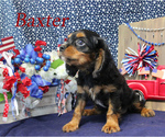 Small Photo #16 Cavalier King Charles Spaniel Puppy For Sale in CHANUTE, KS, USA