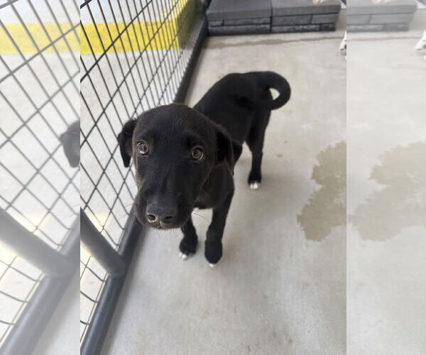 Medium Photo #1 Labrador Retriever-Unknown Mix Puppy For Sale in Pottstown, PA, USA