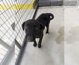 Labrador Retriever-Unknown Mix Dogs for adoption in Pottstown, PA, USA