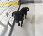 Small Labrador Retriever Mix