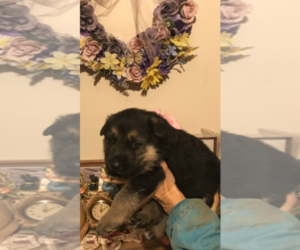 German Shepherd Dog Puppy for sale in S BRUNSWICK, NC, USA
