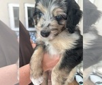 Puppy Han Aussiedoodle