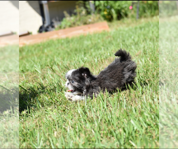 Medium Photo #6 Shih Tzu Puppy For Sale in PALM COAST, FL, USA