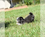 Small #5 Shih Tzu