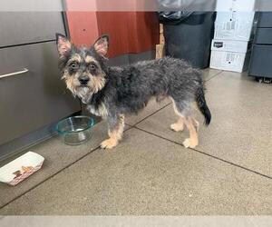 Affen Terrier Dogs for adoption in Berkeley , CA, USA