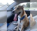 Small #6 Carolina Dog