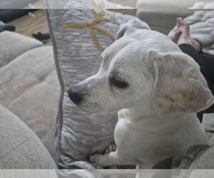 Chihuahua Dogs for adoption in Rosenberg, TX, USA