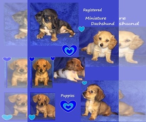 Dachshund Puppy for sale in GREENVILLE, TX, USA