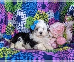 Small Photo #5 -Maltese Mix Puppy For Sale in LEOLA, PA, USA