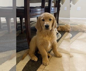 Golden Retriever Puppies For Sale Near Victorville California Usa Page 1 10 Per Page Puppyfinder Com