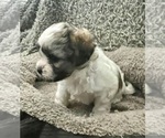 Small Photo #48 Zuchon Puppy For Sale in RENO, NV, USA
