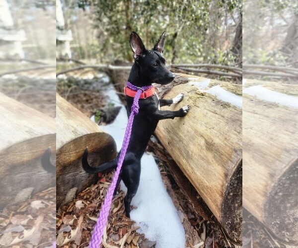 Medium Photo #1 French Bullhuahua Puppy For Sale in Virginia Beach, VA, USA